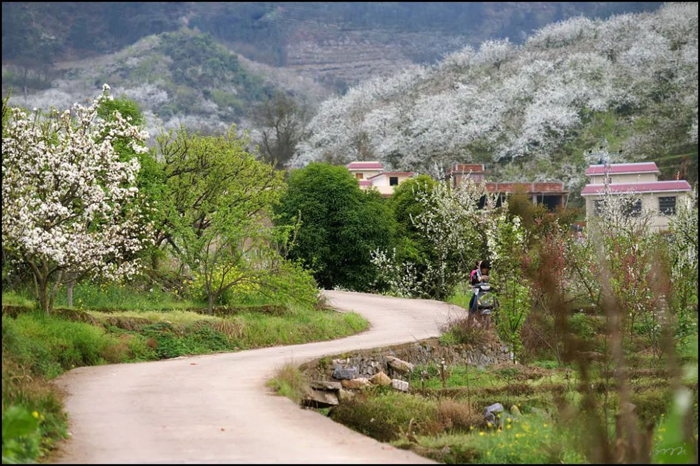 【春天，广西桂林灌阳县向您发出邀请！】我们在灌阳看梨花 - 游山玩水 - 咸阳生活社区 - 咸阳28生活网 xianyang.28life.com