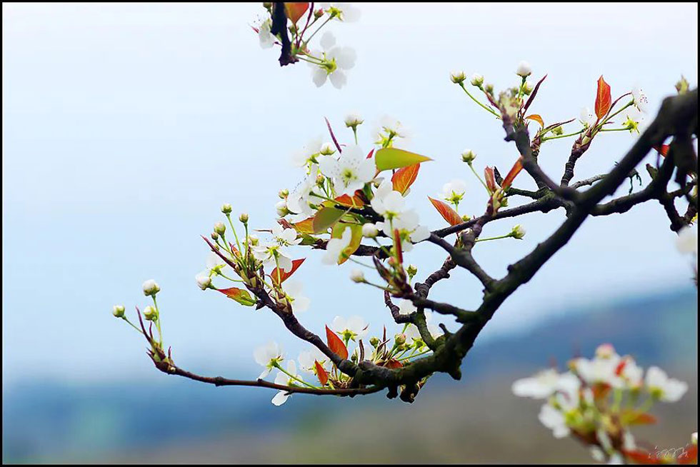【春天，广西桂林灌阳县向您发出邀请！】我们在灌阳看梨花 - 游山玩水 - 咸阳生活社区 - 咸阳28生活网 xianyang.28life.com