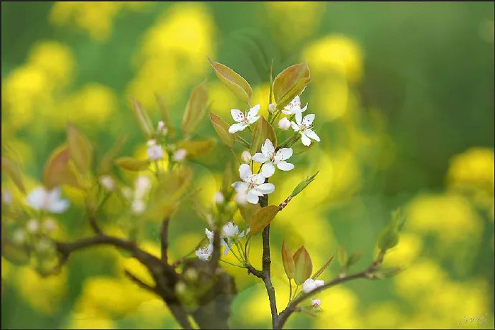 【春天，广西桂林灌阳县向您发出邀请！】我们在灌阳看梨花 - 游山玩水 - 咸阳生活社区 - 咸阳28生活网 xianyang.28life.com