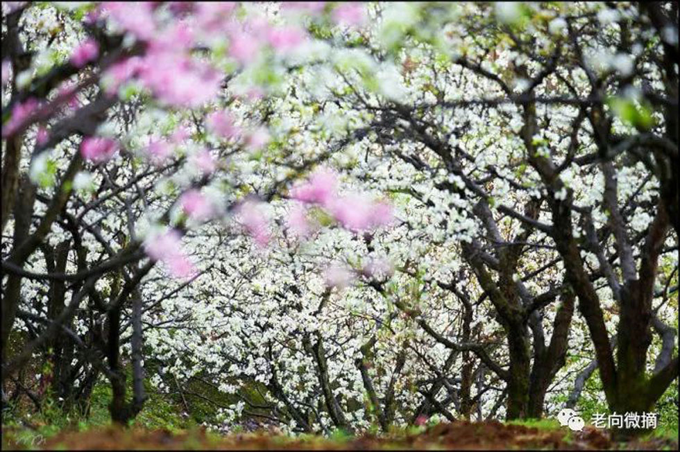 【春天，广西桂林灌阳县向您发出邀请！】我们在灌阳看梨花 - 游山玩水 - 咸阳生活社区 - 咸阳28生活网 xianyang.28life.com