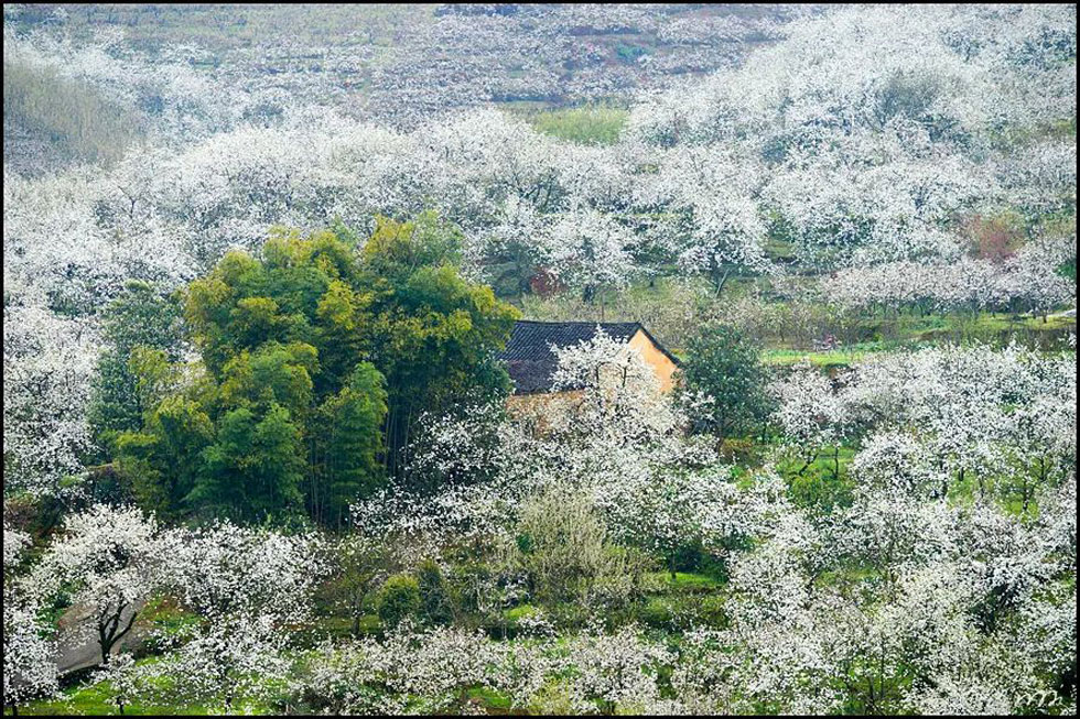 【春天，广西桂林灌阳县向您发出邀请！】我们在灌阳看梨花 - 游山玩水 - 咸阳生活社区 - 咸阳28生活网 xianyang.28life.com