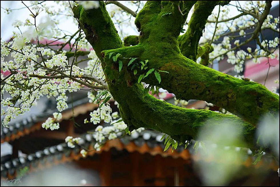 【春天，广西桂林灌阳县向您发出邀请！】我们在灌阳看梨花 - 游山玩水 - 咸阳生活社区 - 咸阳28生活网 xianyang.28life.com