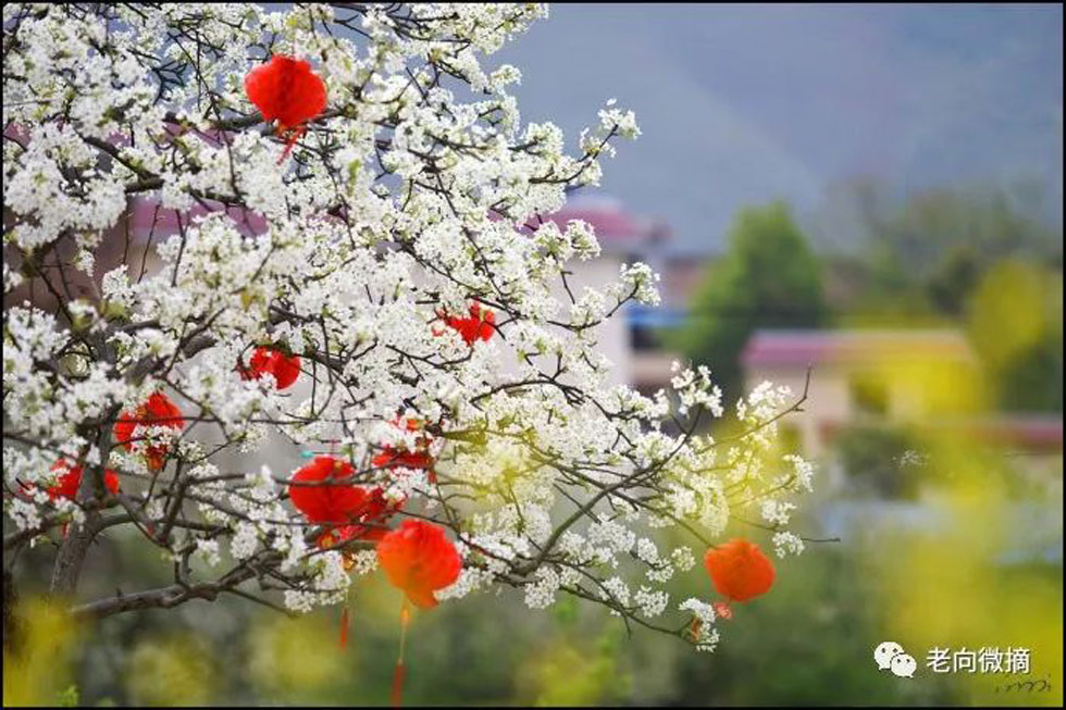 【春天，广西桂林灌阳县向您发出邀请！】我们在灌阳看梨花 - 游山玩水 - 咸阳生活社区 - 咸阳28生活网 xianyang.28life.com