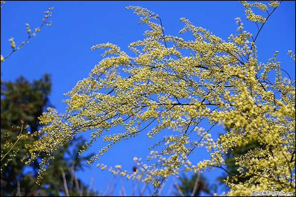 【春天,广西桂林灌阳县向您发出邀请!】米珠山前有片山苍子花在飘香 - 游山玩水 - 咸阳生活社区 - 咸阳28生活网 xianyang.28life.com