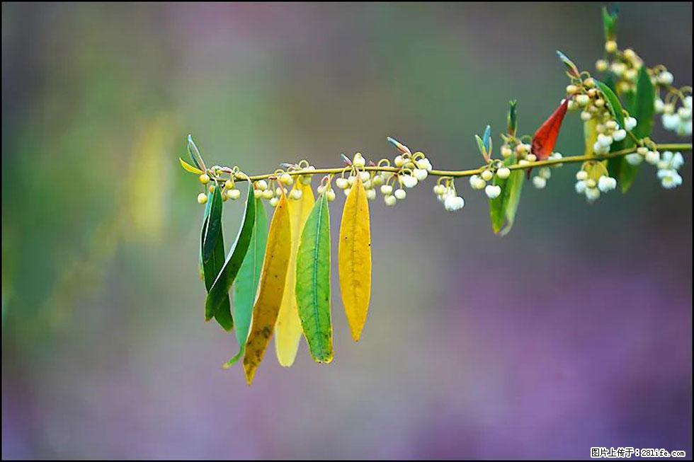 【春天,广西桂林灌阳县向您发出邀请!】米珠山前有片山苍子花在飘香 - 游山玩水 - 咸阳生活社区 - 咸阳28生活网 xianyang.28life.com