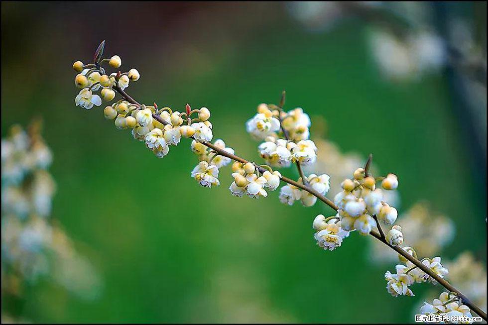 【春天,广西桂林灌阳县向您发出邀请!】米珠山前有片山苍子花在飘香 - 游山玩水 - 咸阳生活社区 - 咸阳28生活网 xianyang.28life.com