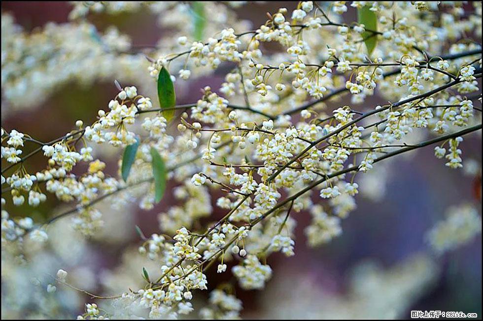 【春天,广西桂林灌阳县向您发出邀请!】米珠山前有片山苍子花在飘香 - 游山玩水 - 咸阳生活社区 - 咸阳28生活网 xianyang.28life.com
