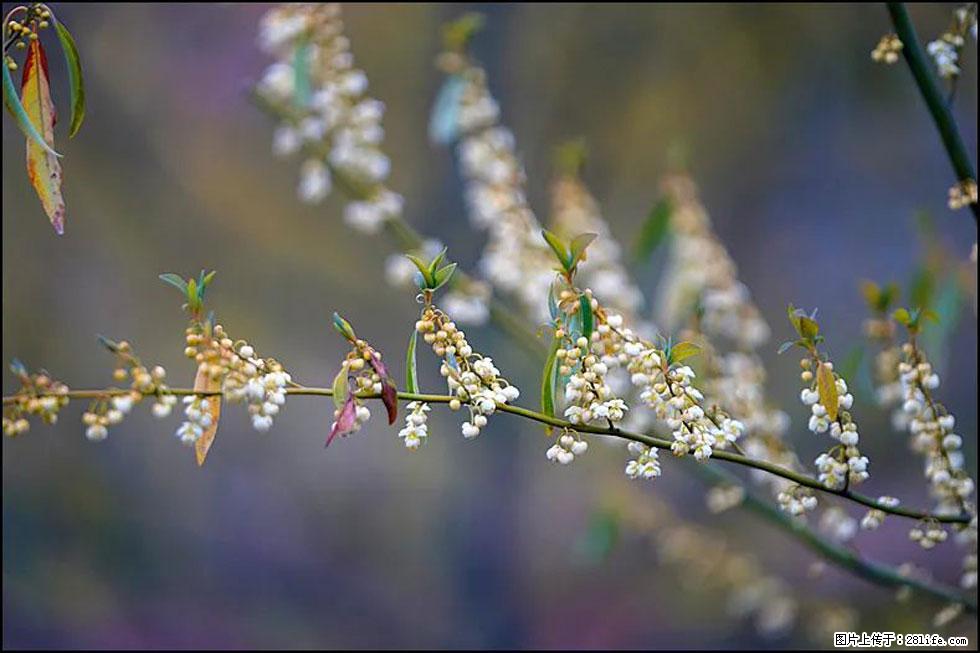 【春天,广西桂林灌阳县向您发出邀请!】米珠山前有片山苍子花在飘香 - 游山玩水 - 咸阳生活社区 - 咸阳28生活网 xianyang.28life.com
