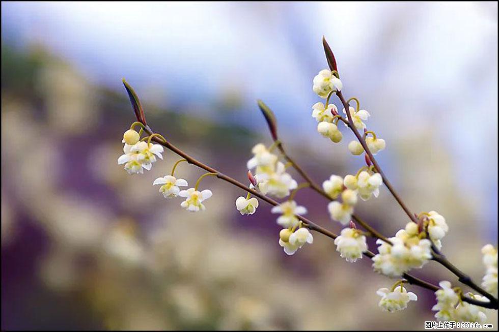 【春天,广西桂林灌阳县向您发出邀请!】米珠山前有片山苍子花在飘香 - 游山玩水 - 咸阳生活社区 - 咸阳28生活网 xianyang.28life.com