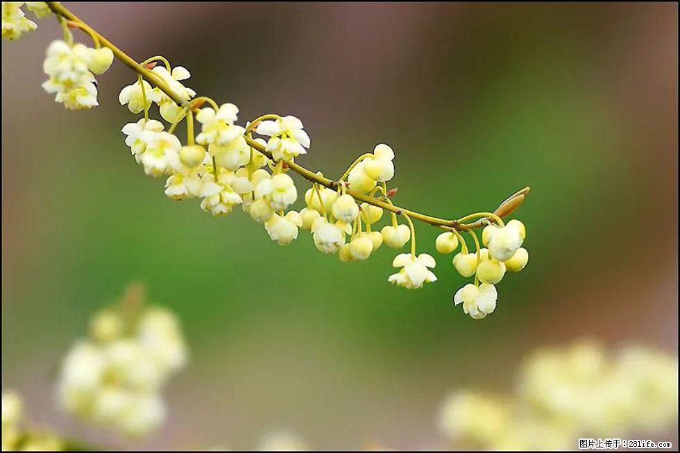 【春天,广西桂林灌阳县向您发出邀请!】米珠山前有片山苍子花在飘香 - 游山玩水 - 咸阳生活社区 - 咸阳28生活网 xianyang.28life.com