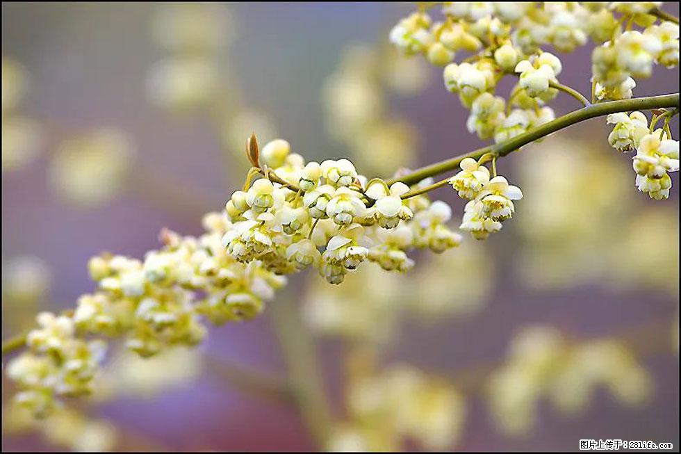 【春天,广西桂林灌阳县向您发出邀请!】米珠山前有片山苍子花在飘香 - 游山玩水 - 咸阳生活社区 - 咸阳28生活网 xianyang.28life.com