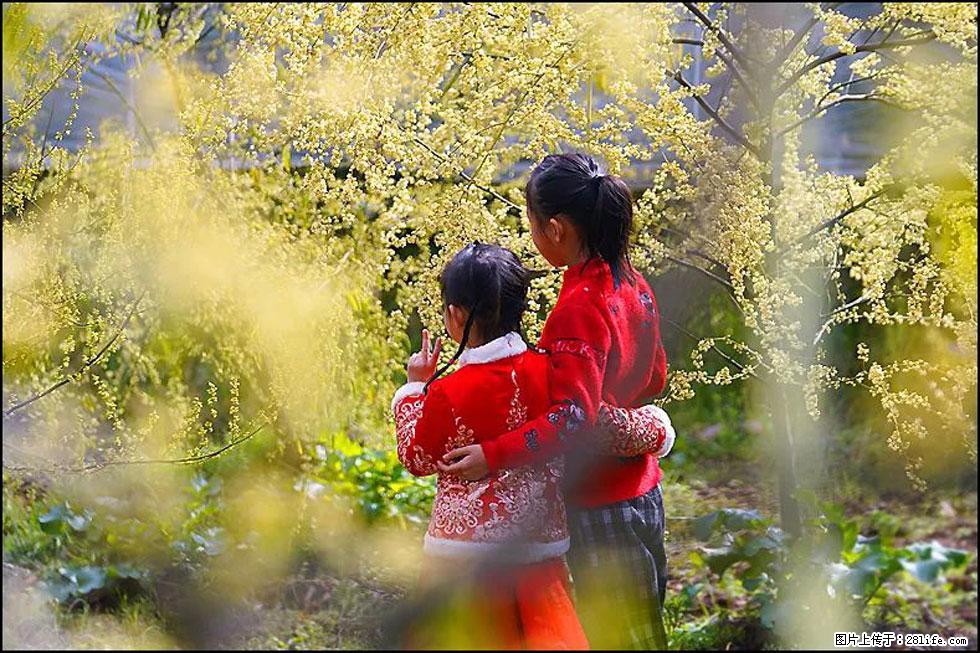 【春天,广西桂林灌阳县向您发出邀请!】米珠山前有片山苍子花在飘香 - 游山玩水 - 咸阳生活社区 - 咸阳28生活网 xianyang.28life.com