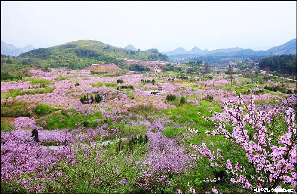 【春天,广西桂林灌阳县向您发出邀请!】官庄村有个醉美的桃花园 - 游山玩水 - 咸阳生活社区 - 咸阳28生活网 xianyang.28life.com