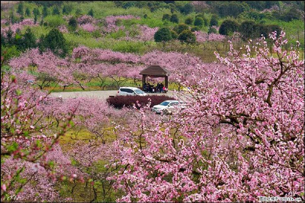 【春天,广西桂林灌阳县向您发出邀请!】官庄村有个醉美的桃花园 - 游山玩水 - 咸阳生活社区 - 咸阳28生活网 xianyang.28life.com