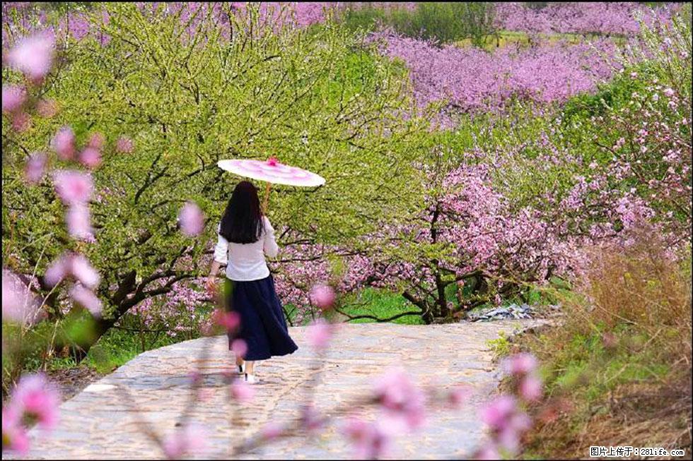 【春天,广西桂林灌阳县向您发出邀请!】官庄村有个醉美的桃花园 - 游山玩水 - 咸阳生活社区 - 咸阳28生活网 xianyang.28life.com