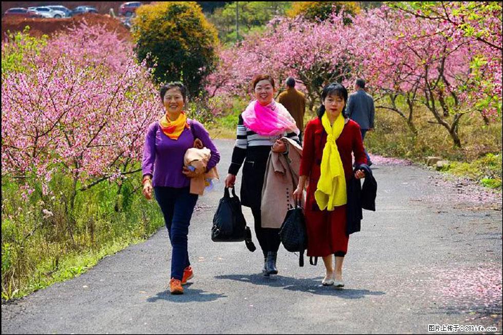 【春天,广西桂林灌阳县向您发出邀请!】官庄村有个醉美的桃花园 - 游山玩水 - 咸阳生活社区 - 咸阳28生活网 xianyang.28life.com