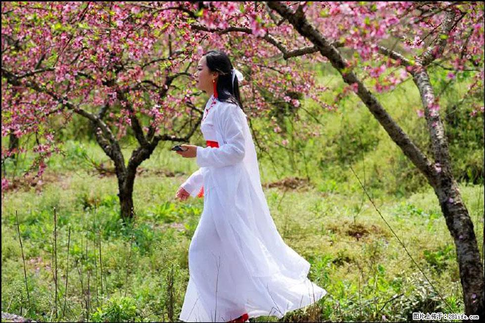 【春天,广西桂林灌阳县向您发出邀请!】官庄村有个醉美的桃花园 - 游山玩水 - 咸阳生活社区 - 咸阳28生活网 xianyang.28life.com