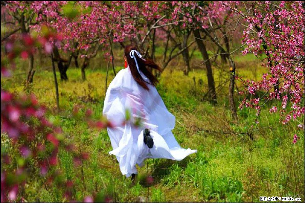 【春天,广西桂林灌阳县向您发出邀请!】官庄村有个醉美的桃花园 - 游山玩水 - 咸阳生活社区 - 咸阳28生活网 xianyang.28life.com