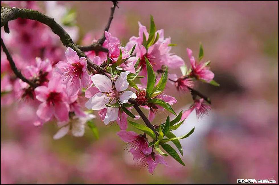 【春天,广西桂林灌阳县向您发出邀请!】官庄村有个醉美的桃花园 - 游山玩水 - 咸阳生活社区 - 咸阳28生活网 xianyang.28life.com