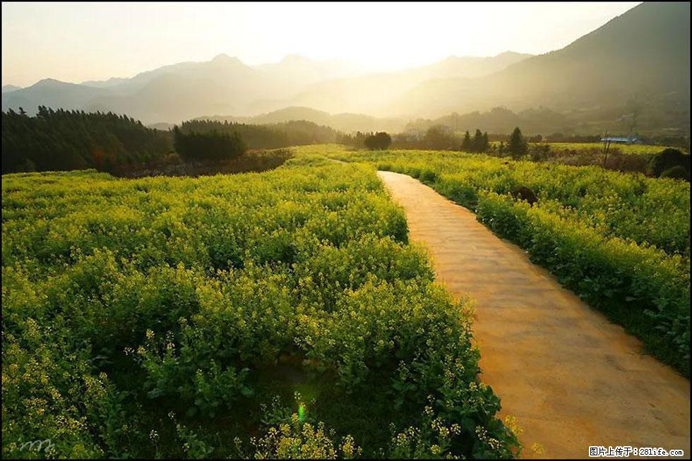 【春天,广西桂林灌阳县向您发出邀请!】长坪村油菜盛情花开 - 游山玩水 - 咸阳生活社区 - 咸阳28生活网 xianyang.28life.com