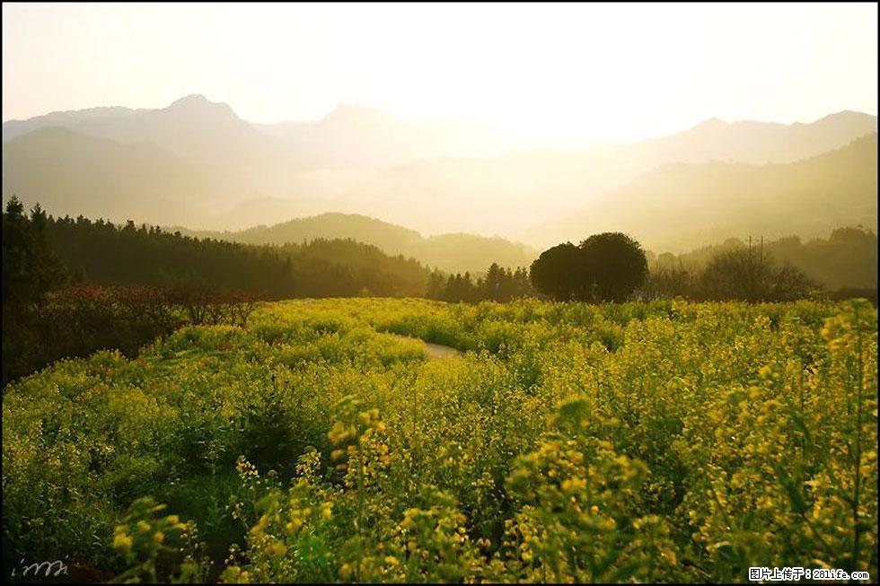 【春天,广西桂林灌阳县向您发出邀请!】长坪村油菜盛情花开 - 游山玩水 - 咸阳生活社区 - 咸阳28生活网 xianyang.28life.com