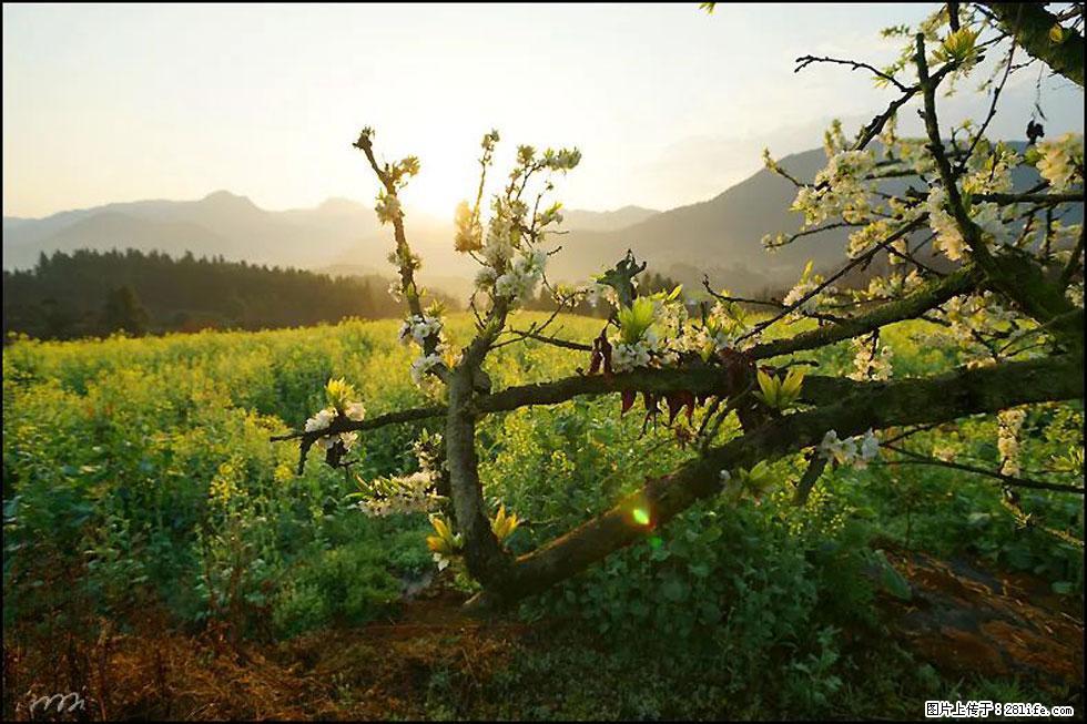 【春天,广西桂林灌阳县向您发出邀请!】长坪村油菜盛情花开 - 游山玩水 - 咸阳生活社区 - 咸阳28生活网 xianyang.28life.com