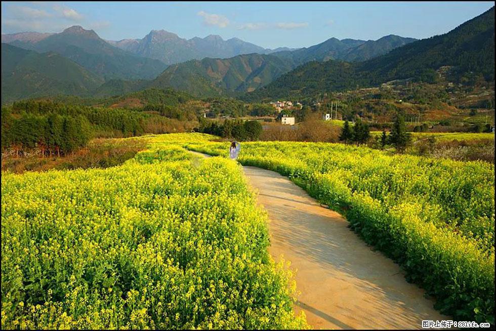 【春天,广西桂林灌阳县向您发出邀请!】长坪村油菜盛情花开 - 游山玩水 - 咸阳生活社区 - 咸阳28生活网 xianyang.28life.com