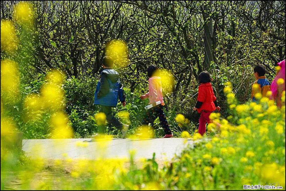 【春天,广西桂林灌阳县向您发出邀请!】长坪村油菜盛情花开 - 游山玩水 - 咸阳生活社区 - 咸阳28生活网 xianyang.28life.com