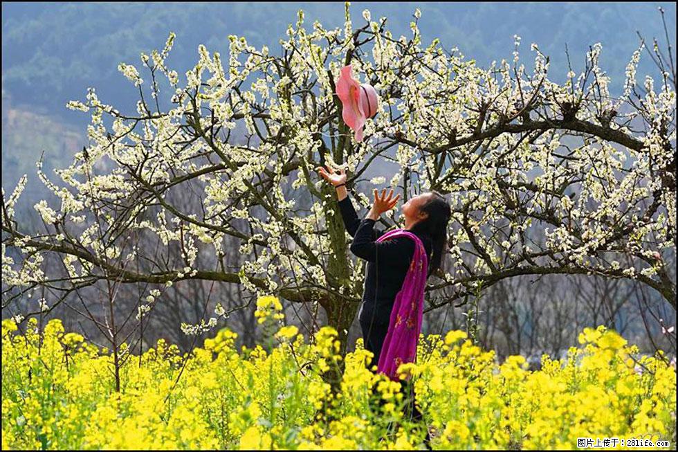 【春天,广西桂林灌阳县向您发出邀请!】长坪村油菜盛情花开 - 游山玩水 - 咸阳生活社区 - 咸阳28生活网 xianyang.28life.com