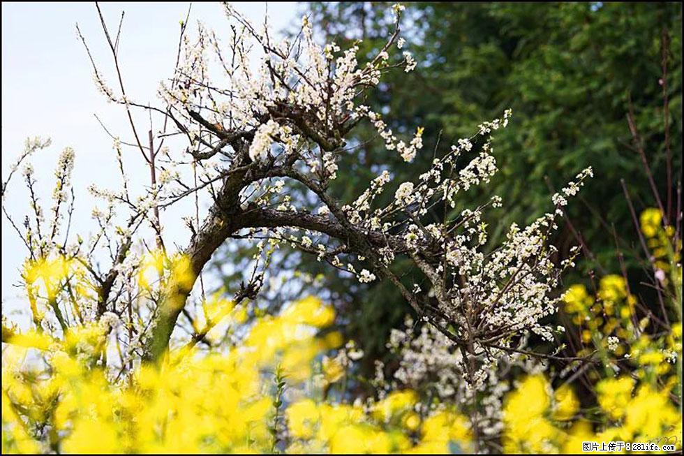 【春天,广西桂林灌阳县向您发出邀请!】长坪村油菜盛情花开 - 游山玩水 - 咸阳生活社区 - 咸阳28生活网 xianyang.28life.com