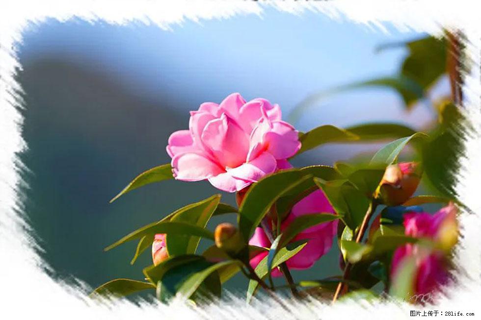 【春天,广西桂林灌阳县向您发出邀请!】杨柳井茶花惹人爱 - 游山玩水 - 咸阳生活社区 - 咸阳28生活网 xianyang.28life.com