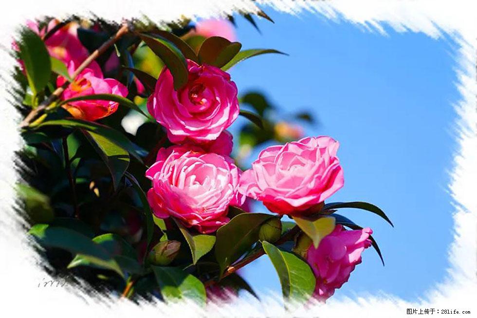 【春天,广西桂林灌阳县向您发出邀请!】杨柳井茶花惹人爱 - 游山玩水 - 咸阳生活社区 - 咸阳28生活网 xianyang.28life.com