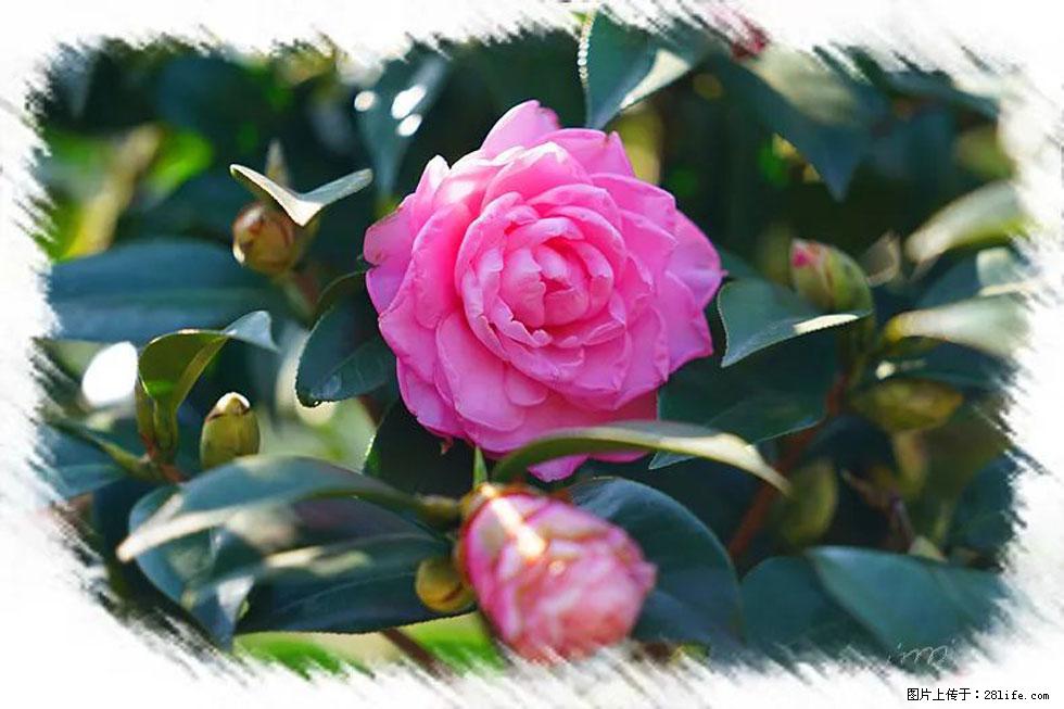 【春天,广西桂林灌阳县向您发出邀请!】杨柳井茶花惹人爱 - 游山玩水 - 咸阳生活社区 - 咸阳28生活网 xianyang.28life.com