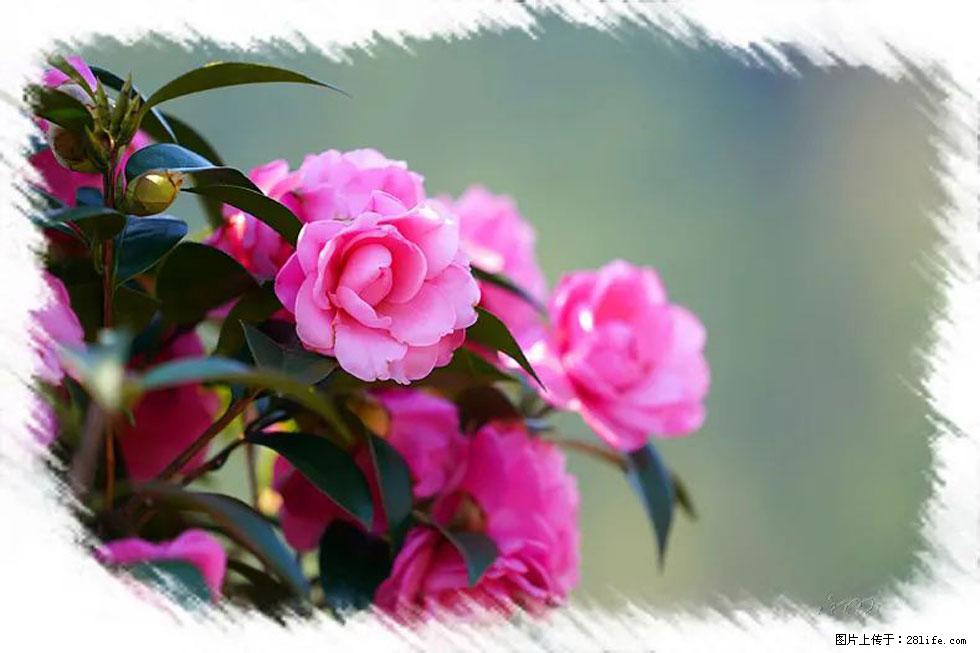 【春天,广西桂林灌阳县向您发出邀请!】杨柳井茶花惹人爱 - 游山玩水 - 咸阳生活社区 - 咸阳28生活网 xianyang.28life.com