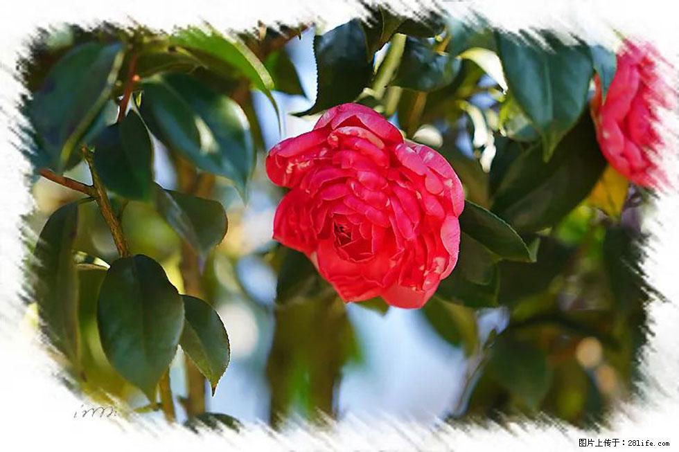 【春天,广西桂林灌阳县向您发出邀请!】杨柳井茶花惹人爱 - 游山玩水 - 咸阳生活社区 - 咸阳28生活网 xianyang.28life.com