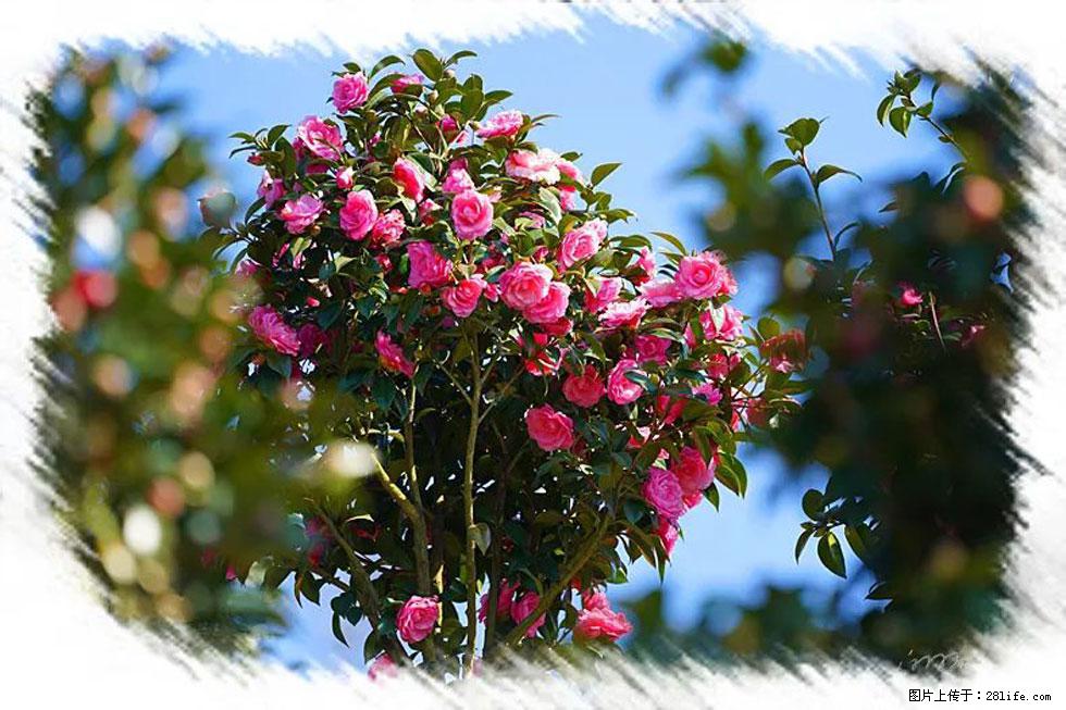 【春天,广西桂林灌阳县向您发出邀请!】杨柳井茶花惹人爱 - 游山玩水 - 咸阳生活社区 - 咸阳28生活网 xianyang.28life.com