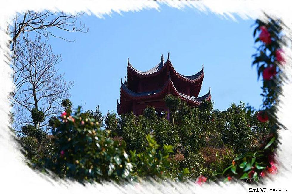 【春天,广西桂林灌阳县向您发出邀请!】杨柳井茶花惹人爱 - 游山玩水 - 咸阳生活社区 - 咸阳28生活网 xianyang.28life.com