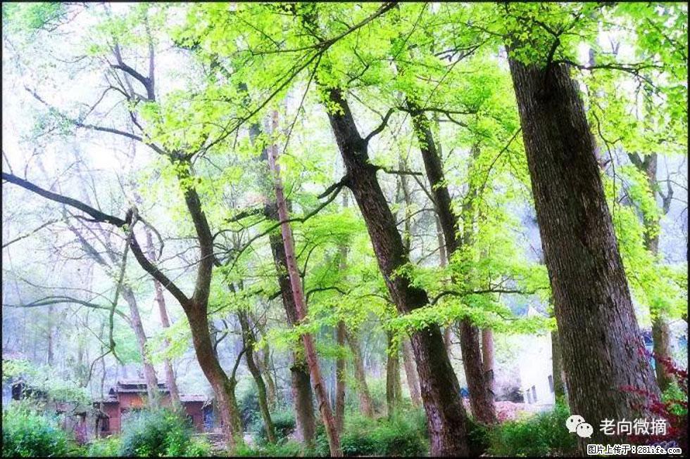 【春天，广西桂林灌阳县向您发出邀请！】在小龙村与春天约会 - 游山玩水 - 咸阳生活社区 - 咸阳28生活网 xianyang.28life.com