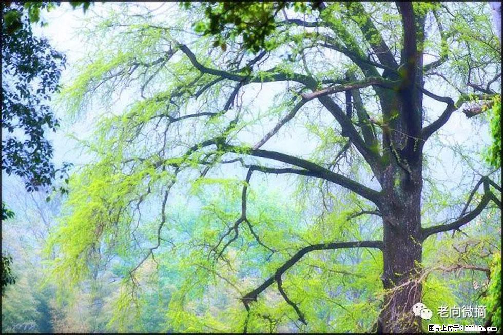 【春天，广西桂林灌阳县向您发出邀请！】在小龙村与春天约会 - 游山玩水 - 咸阳生活社区 - 咸阳28生活网 xianyang.28life.com