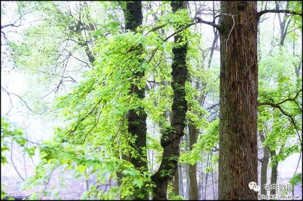 【春天，广西桂林灌阳县向您发出邀请！】在小龙村与春天约会 - 游山玩水 - 咸阳生活社区 - 咸阳28生活网 xianyang.28life.com