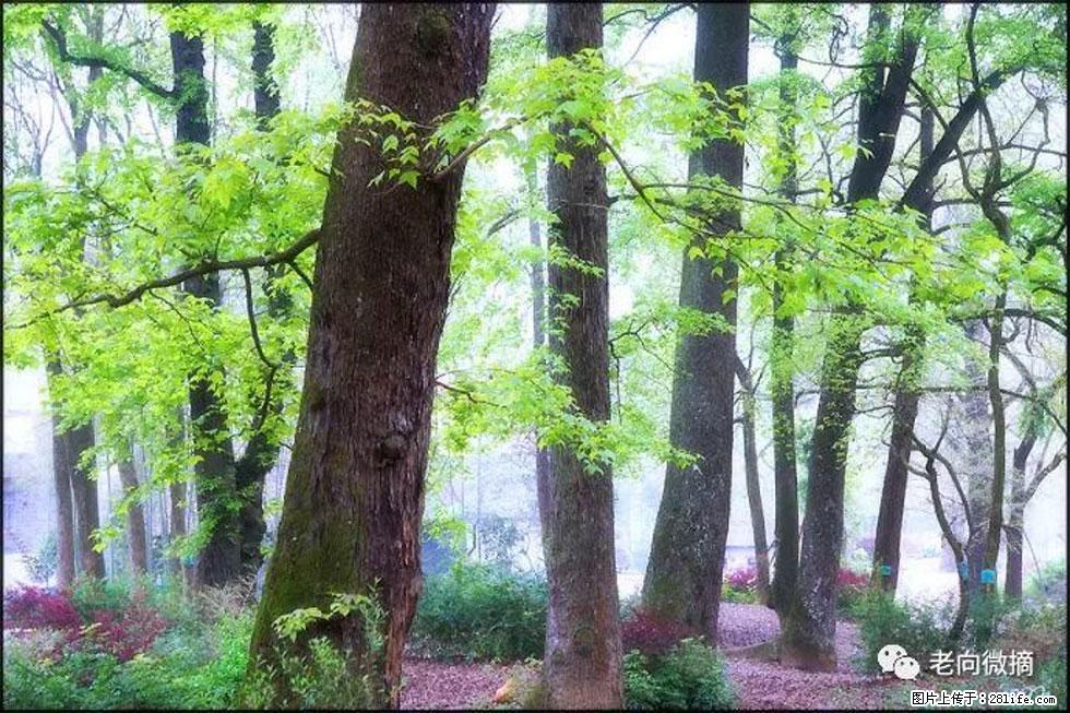 【春天，广西桂林灌阳县向您发出邀请！】在小龙村与春天约会 - 游山玩水 - 咸阳生活社区 - 咸阳28生活网 xianyang.28life.com