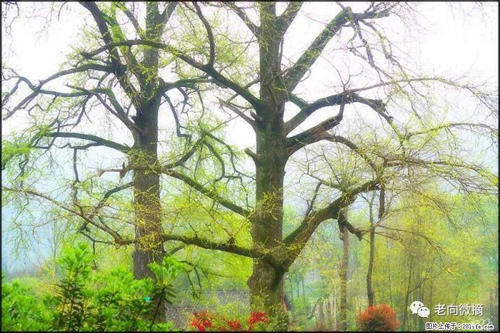 【春天，广西桂林灌阳县向您发出邀请！】在小龙村与春天约会 - 游山玩水 - 咸阳生活社区 - 咸阳28生活网 xianyang.28life.com