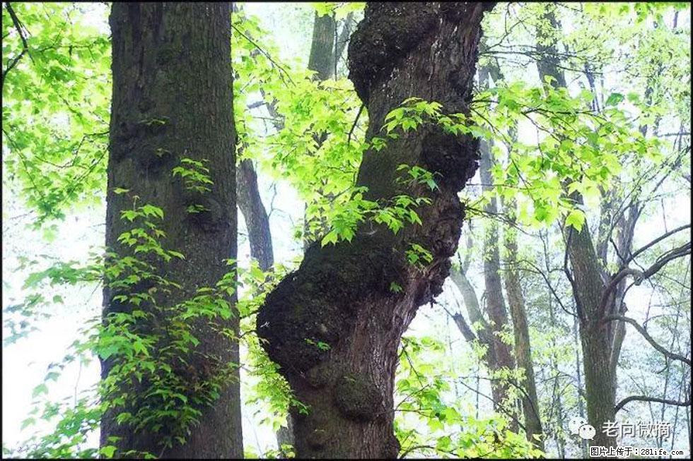 【春天，广西桂林灌阳县向您发出邀请！】在小龙村与春天约会 - 游山玩水 - 咸阳生活社区 - 咸阳28生活网 xianyang.28life.com