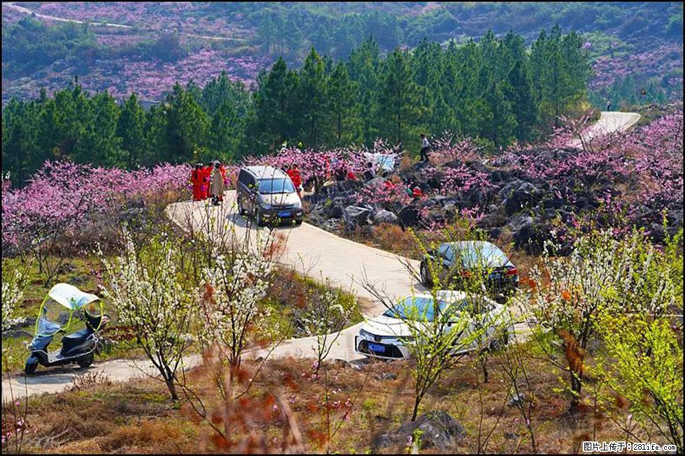 【春天，广西桂林灌阳县向您发出邀请！】望月岭上桃花开 - 游山玩水 - 咸阳生活社区 - 咸阳28生活网 xianyang.28life.com