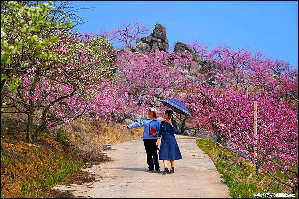 【春天，广西桂林灌阳县向您发出邀请！】望月岭上桃花开 - 游山玩水 - 咸阳生活社区 - 咸阳28生活网 xianyang.28life.com
