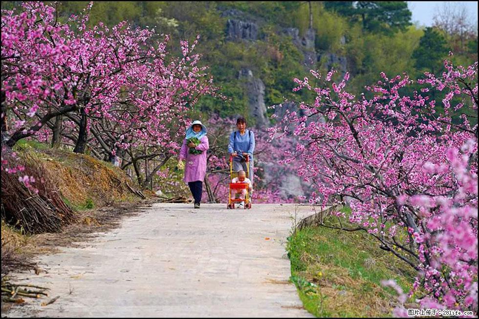 【春天，广西桂林灌阳县向您发出邀请！】望月岭上桃花开 - 游山玩水 - 咸阳生活社区 - 咸阳28生活网 xianyang.28life.com
