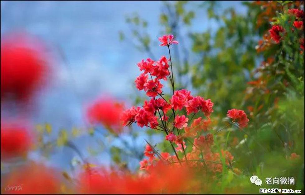 【春天,广西桂林灌阳县向您发出邀请!】登麒麟山,相约映山红 - 游山玩水 - 咸阳生活社区 - 咸阳28生活网 xianyang.28life.com