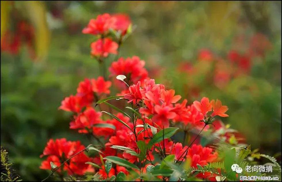 【春天,广西桂林灌阳县向您发出邀请!】登麒麟山,相约映山红 - 游山玩水 - 咸阳生活社区 - 咸阳28生活网 xianyang.28life.com