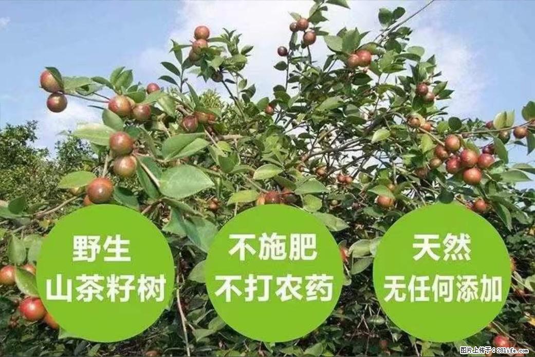 【灌阳县油茶产业示范区】一个有着充实的精神生活的人,对待身外之物自会有一种淡泊的态度 - 土特产 - 饮食特产 - 咸阳分类信息 - 咸阳28生活网 xianyang.28life.com