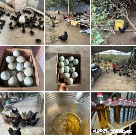 油茶园从小鸡仔开始养起的纯土鸡、土鸡蛋可以预定啦!还有前几天刚榨的纯山茶油哦 - 土特产 - 饮食特产 - 咸阳分类信息 - 咸阳28生活网 xianyang.28life.com